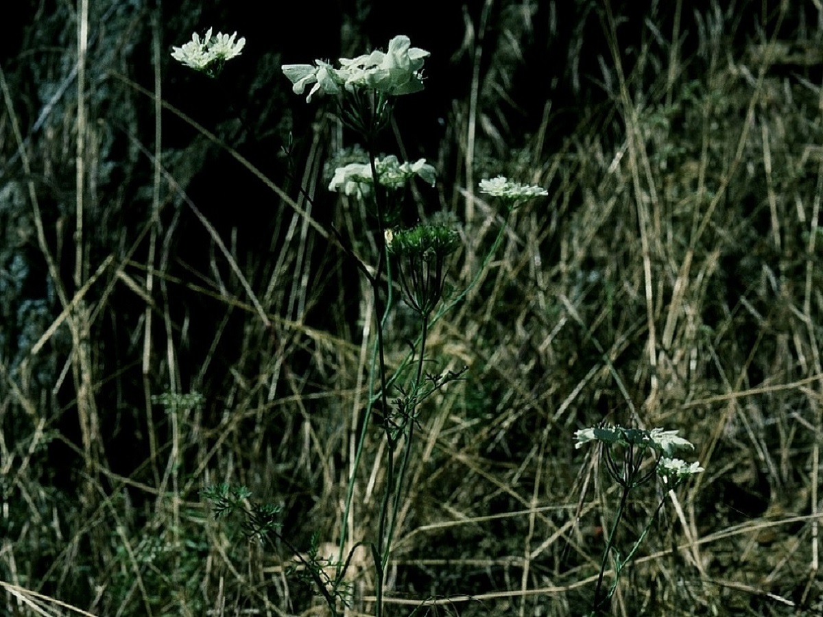 Orlaya grandiflora (Apiaceae)